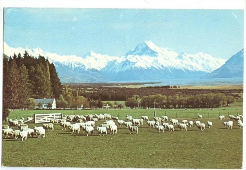 New Zealand, Glentanner Station showing Mt. Cook, Canterbury, 1985 used Postcard