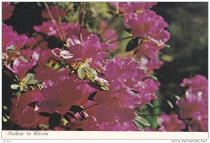 Flowers, Azaleas in Bloom During Springtime, Brookgreen Gardens, Murrells Inl...