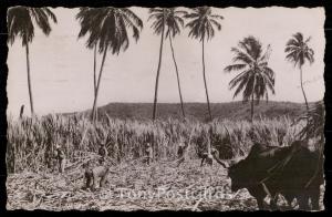 Guayanilla - Puerto Rico