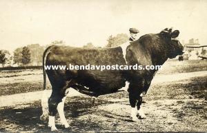 Proud Farmer with Bull Cow (1910s) RPPC