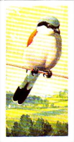 Brooke Bond Tea Trade Card Wild Birds In Britain No 21 Red Backed Shrike