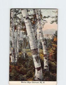 Postcard Birches, New Hampshire