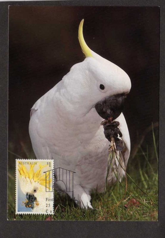 Australia Pet Bird COCKATOO Postcard Air Mail