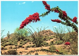 Postcard Scenic Flaming Blossoms of the Ocotillo or buggy whip cactus