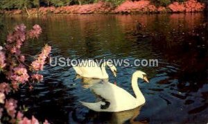 Swans on Lake at Airlie Gardens - Wilmington, North Carolina NC  