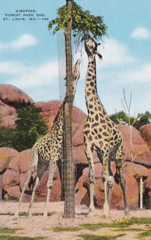 Missouri St Louis Giraffes Forest Park Zoo