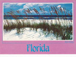 Florida Sea Oats and Sand Dunes