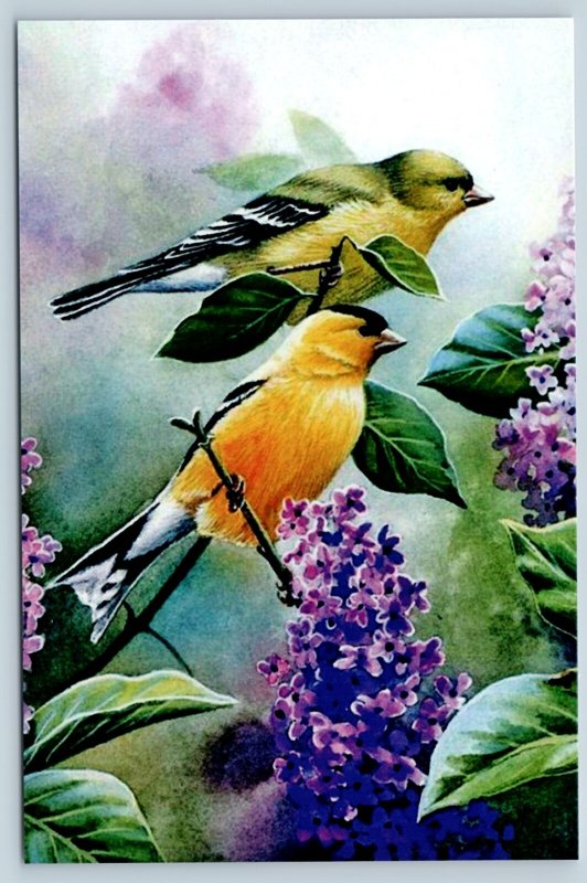 American Goldfinches Birds on LILAC tree Forest New Unposted Postcard