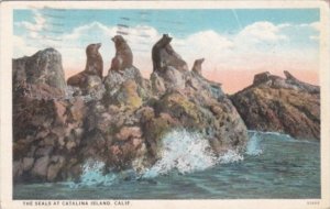 California The Seals At Catalina Island 1925 Curteich