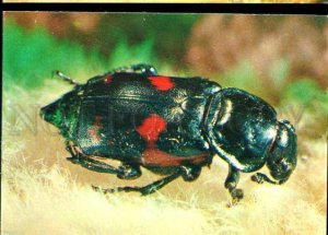 137330 Beetle Nicrophorus germanicus Old Russia Photo Color PC