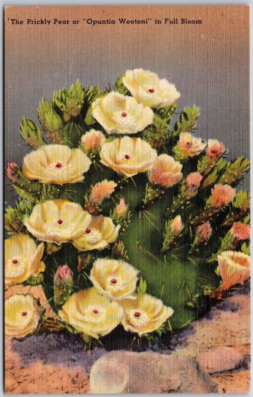Texas TX, Prickly Pear Cactus, Opuntia Wootoni, Flowers, Full Bloom, Postcard