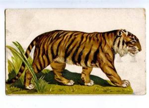 158734 Hunt TIGER vintage Russian RARE color Postcard