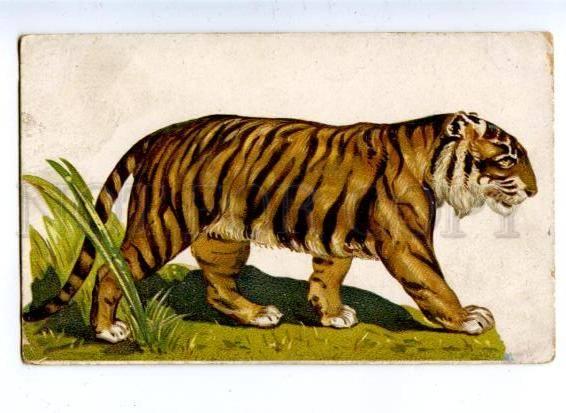 158734 Hunt TIGER vintage Russian RARE color Postcard