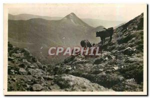 Old Postcard Cantal Puy Griou seen Sides Puy Mary Cow