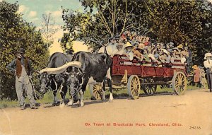 Ox Team at Brookside Park Cleveland, Ohio, USA Cow 1913 