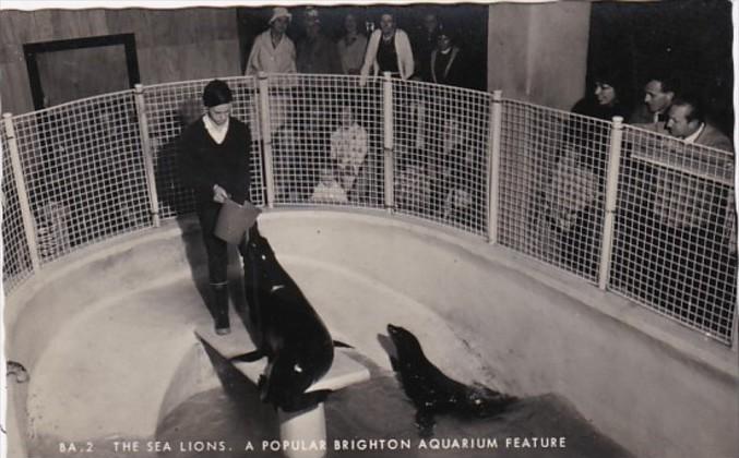 England Brighton Sea Lions The Brighton Aquarium Photo