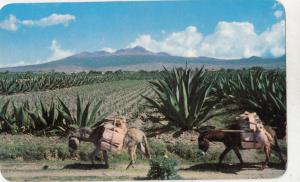 BF27172 mexico burros magueys and high mountains donkey    front/back image