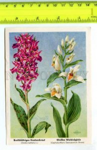 420813 GERMANY flowers orchid Vintage Tobacco Card w/ ADVERTISING