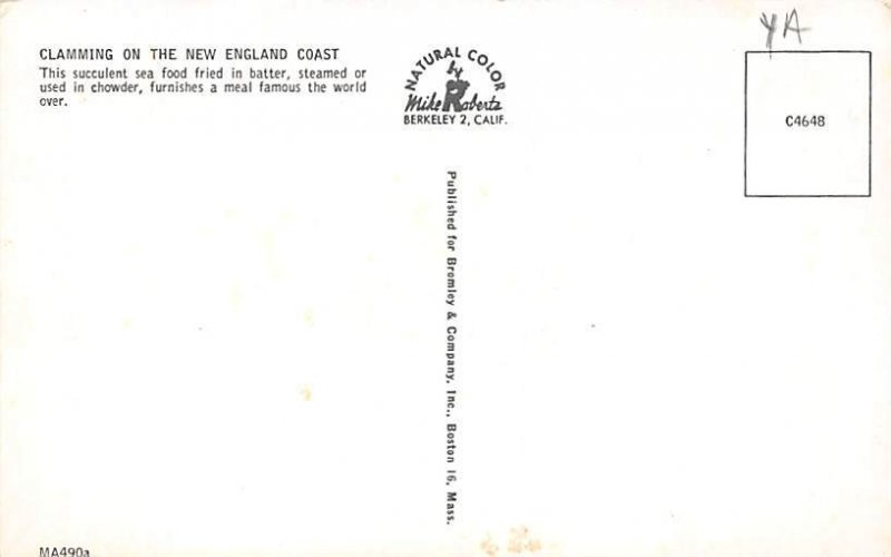 Clamming New England Coast, Massachusetts MA