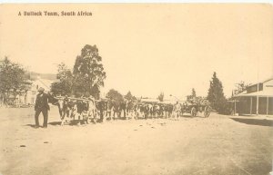 South Africa A Bullock Team, Cattle, Carriage Sepia Postcard Unused