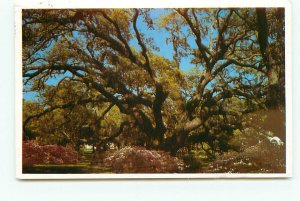 Plantation Oak Oldest Largest Jekyll Island Georgia