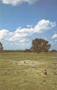 Prarie Dog Town - Lubbock, Texas TX  