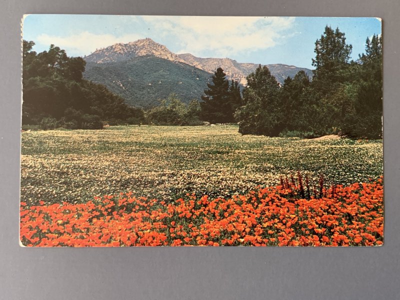 Santa Barbara Botanic Gardens Santa Barbara CA Chrome Postcard A1156083956