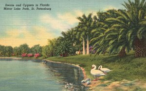 Vintage Postcard Swans and Cygnets in Florida Mirror Lake Park St. Petersburg FL
