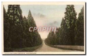 Postcard Old Wellingtonia Avenue Wokingham