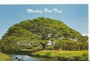 Tree Postcard - Hawaiian Monkey Pod Tree - Ref 11897A