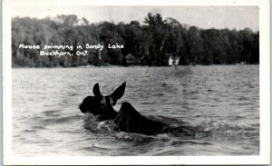 1940s Moose Swimming in Sandy Lake Buckhorn ON Canada Real Photo Postcard