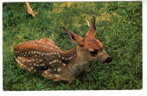 Mule Deer, Newborn Fawn Lying in Grass, Canadian Rockies, Used 1968 Calgary