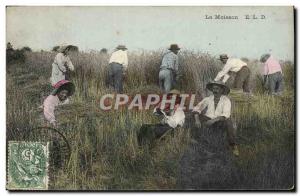 Old Postcard Folklore The harvest