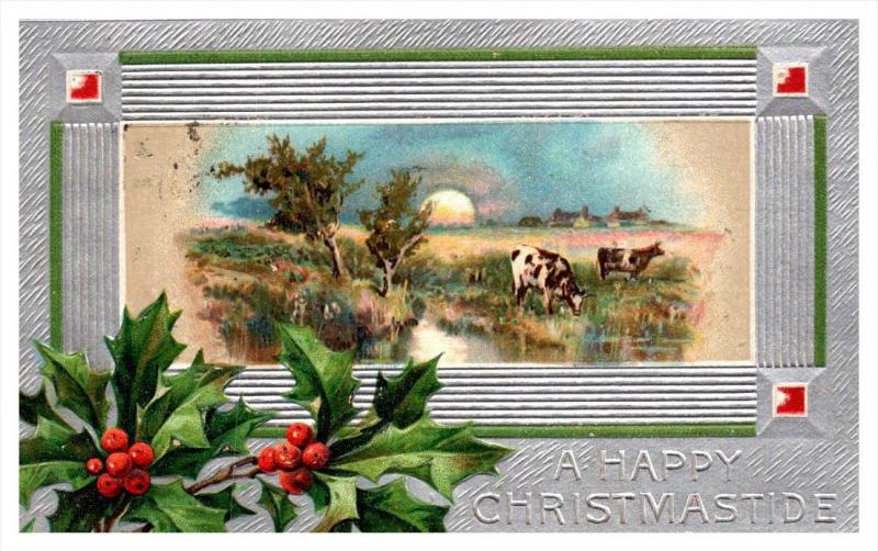 Christmas    Holly, Cows in field