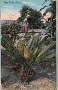 Florida Trees Sago Palm 1915