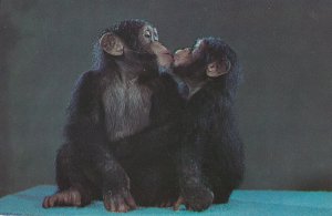 Monkeys Kissing Monkey Business