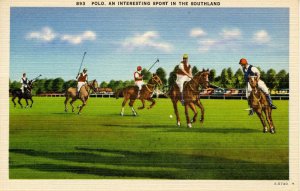 Polo in the South Land