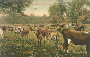 Native Cattle Farm (Panama?) Litho Postcard Unused