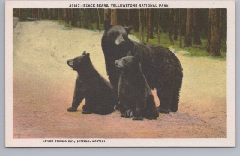 Black Bears, Yellowstone National Park, Wyoming, Vintage Haynes Postcard