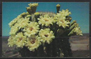 New Mexico, Carlsbad - Saguaro Cactus - [NM-040]