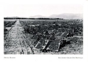 CA - Escondido. Drying Raisins, Early 1900's. Card Repro- 1911