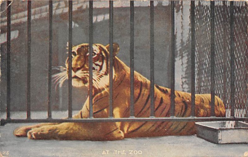 At the Zoo, Tiger New York Zoological Park, USA 1910 