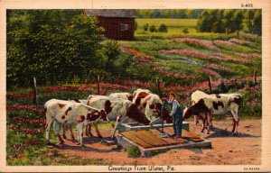 Cows Greetings From Ulster Pennsylvania 1946 Curteich