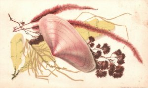 1880s-90s Clam Shell With Tree Limb in Background Trade Card