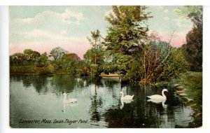 MA - Lancaster. Thayer Pond, Swan