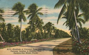 Vintage Postcard 1956 Hundreds of Coconut Trees Line the Parkway Miami Florida