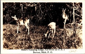 RPPC Deer Grazing, Miller's Camping Lodge Brevort MI c1939 Vintage Postcard M59