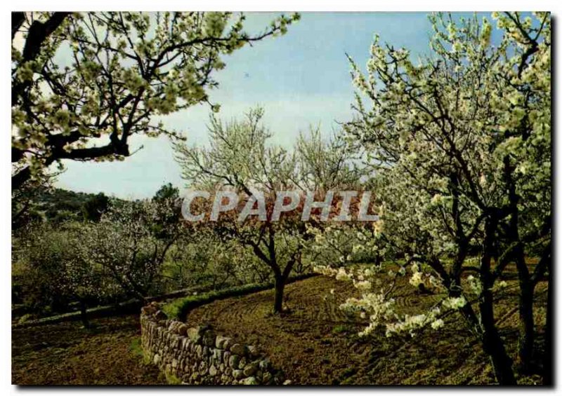 Modern Postcard Espana Mallorca Baleares Almendros en flor