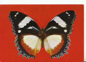 Animals Postcard - Butterflies - Hypolimnas Dexithea [Nymphalidae] - Ref 20417A 