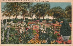 Vintage Postcard 1946 Lilies In Glory David S. Lynch Memorial Park Beverly MA